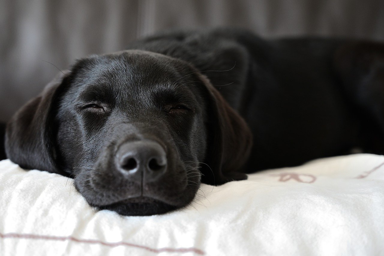 Köpa hund från uppfödare eller inte?