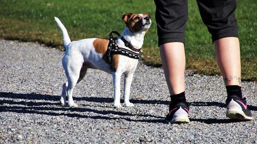 Hundhalsband för sköna hundpromenader